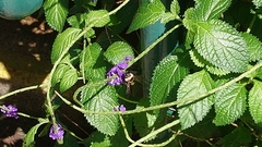 Xylocopa phalothorax