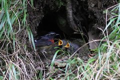 Tarsiger johnstoniae