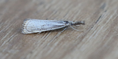 Agriphila plumbifimbriellus