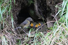 Tarsiger johnstoniae