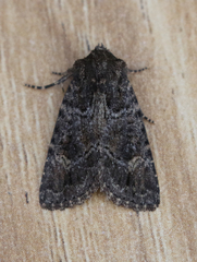 Aseptis binotata
