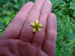 Geum × catlingii