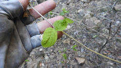 Callicarpa pedunculata