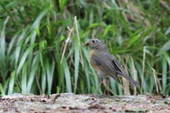 Tarsiger johnstoniae