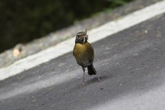 Tarsiger johnstoniae