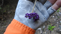 Callicarpa pedunculata