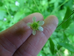 Geum × catlingii