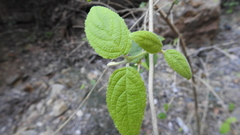 Callicarpa pedunculata