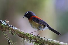 Tarsiger johnstoniae