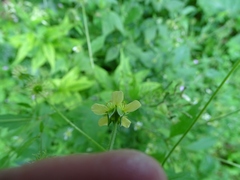 Geum × catlingii