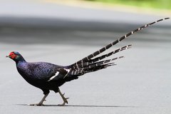Mikado Pheasant photo 4