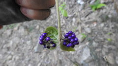 Callicarpa pedunculata