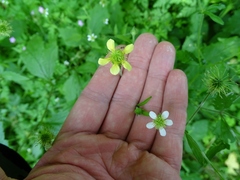 Geum × catlingii