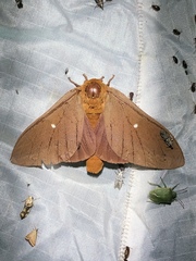 Anisota oslari