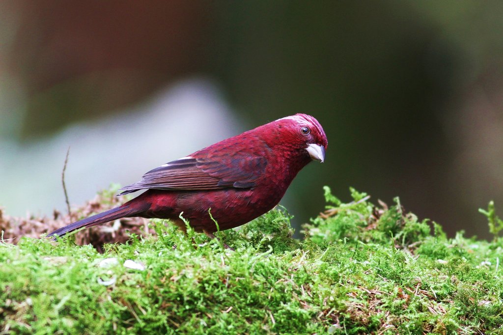 Taiwan Rosefinch