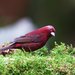 Taiwan Rosefinch - Photo (c) 洪廷維, some rights reserved (CC BY-NC), uploaded by 洪廷維