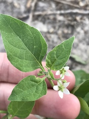 Solanum interius
