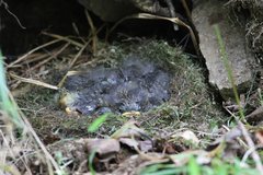 Tarsiger johnstoniae