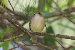 Horornis acanthizoides