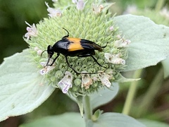 Macrosiagon dimidiata