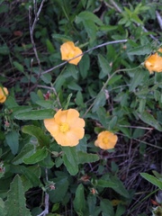 Malvastrum aurantiacum