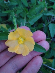 Malvastrum aurantiacum