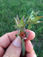 Malvastrum aurantiacum