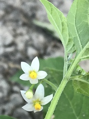 Solanum interius
