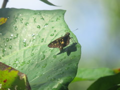 Niconiades incomptus