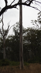 Eucalyptus longirostrata