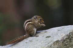 Tamiops maritimus formosanus