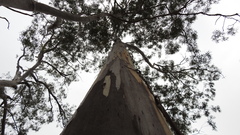 Eucalyptus longirostrata