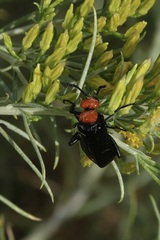 Lytta vulnerata
