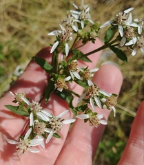 Sericocarpus oregonensis