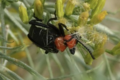 Lytta vulnerata