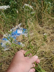 Sericocarpus oregonensis