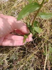 Sericocarpus oregonensis
