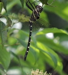 Macromia pacifica × taeniolata
