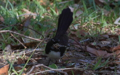 Acanthaeschna victoria