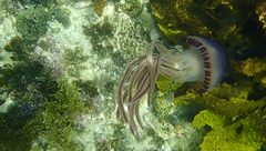 Ferdauia ferdau