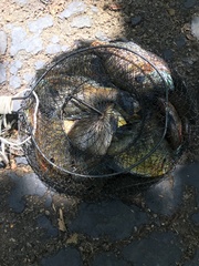 Lepomis macrochirus macrochirus