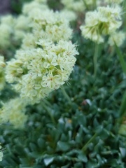 Eriogonum androsaceum