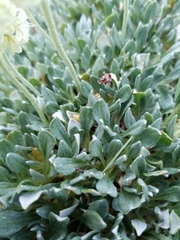 Eriogonum androsaceum