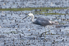Egretta thula × tricolor