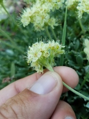 Eriogonum androsaceum
