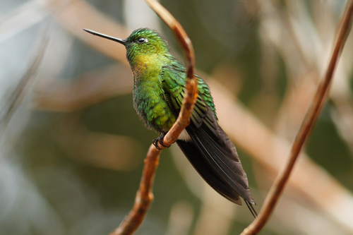 Eriocnemis mosquera