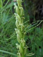 Platanthera aquilonis