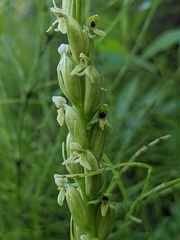Platanthera aquilonis