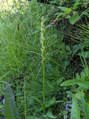 Platanthera aquilonis