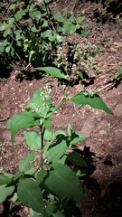 Koenigia phytolaccifolia